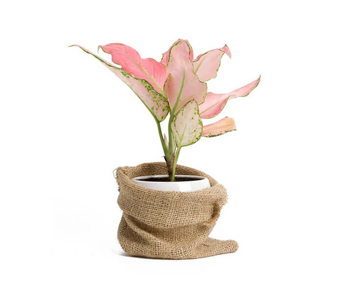 product_1