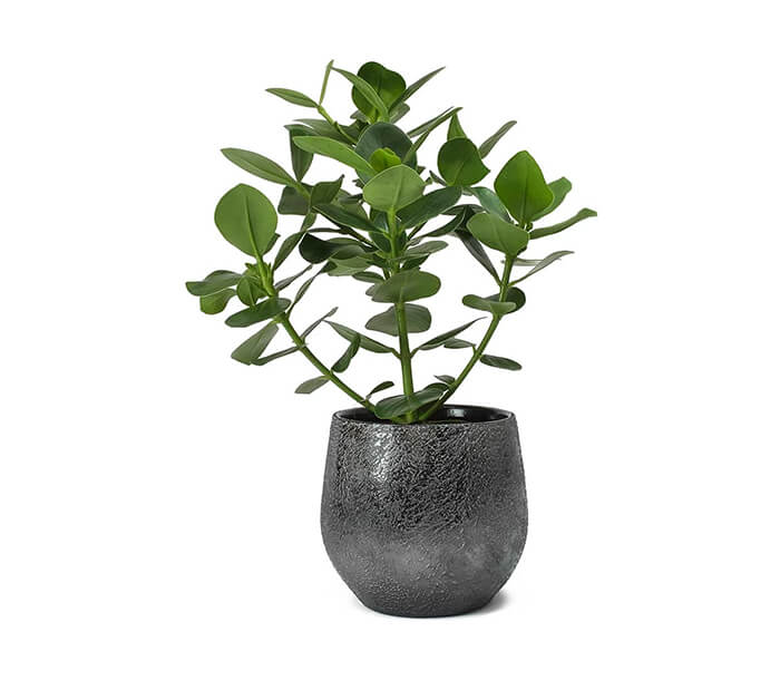 product_24